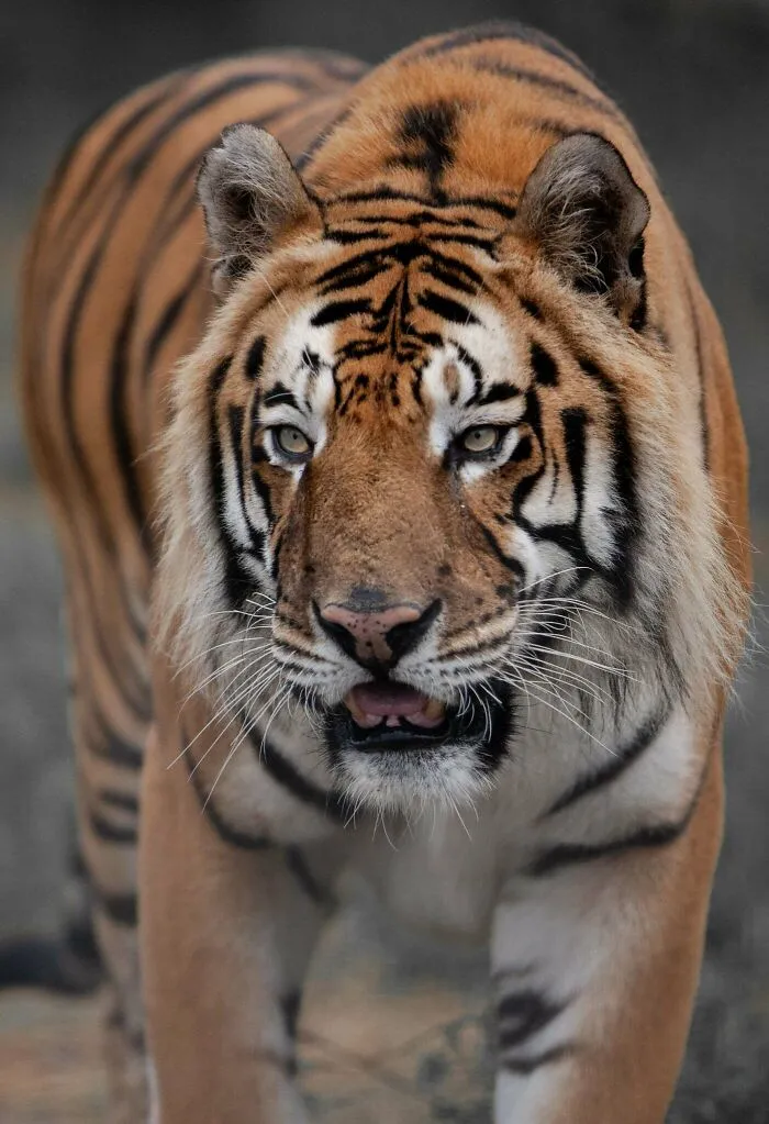 Tigro strakatý v pohľade spredu, kráča s otvorenou papuľou po šedej pôde, jemné pruhy na srsti zvýrazňujú jeho majestátnosť.