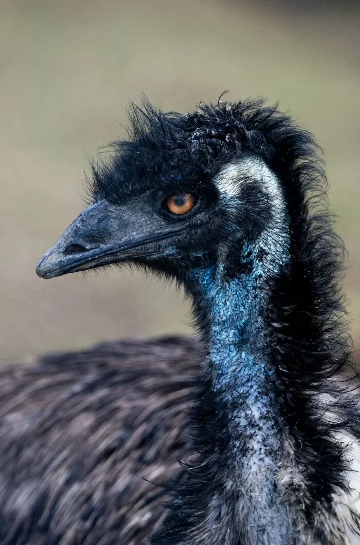 Portrét emu s výraznými oranžovými očami a čiernym perím, detail hlavy na rozmazanom pozadí.