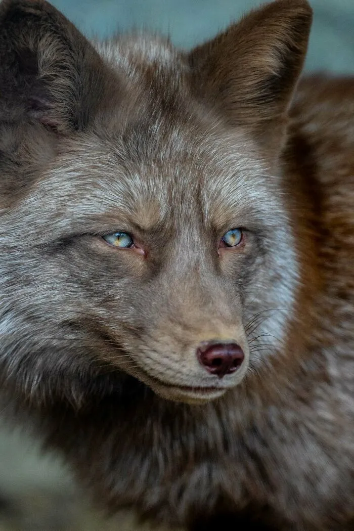 Vlk s tmavosivou srsťou a výraznými modrými očami, detailný záber z profilu.