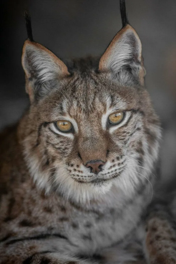 Portrét rysa s ostrým pohľadom a charakteristickými štetinami na ušiach, zviera lesného ekosystému.
