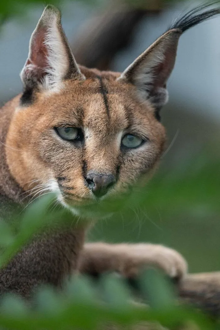 Divoká mačka karakal so vzpriamenými ušami a ostrým pohľadom v prírodnom prostredí.