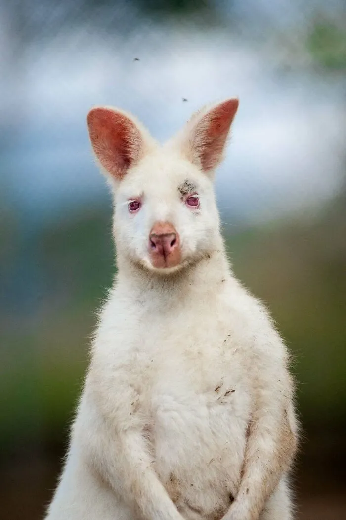 Biely klokan so špicatými ušami a svetlým pozadím, detailný pohľad spredu.