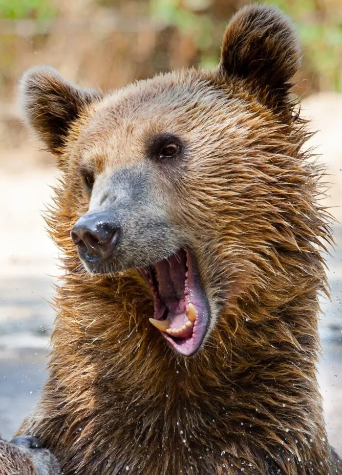 Hnedý medveď s otvorenou papuľou, detailný záber na jeho huňatú srsť a výrazný výraz.