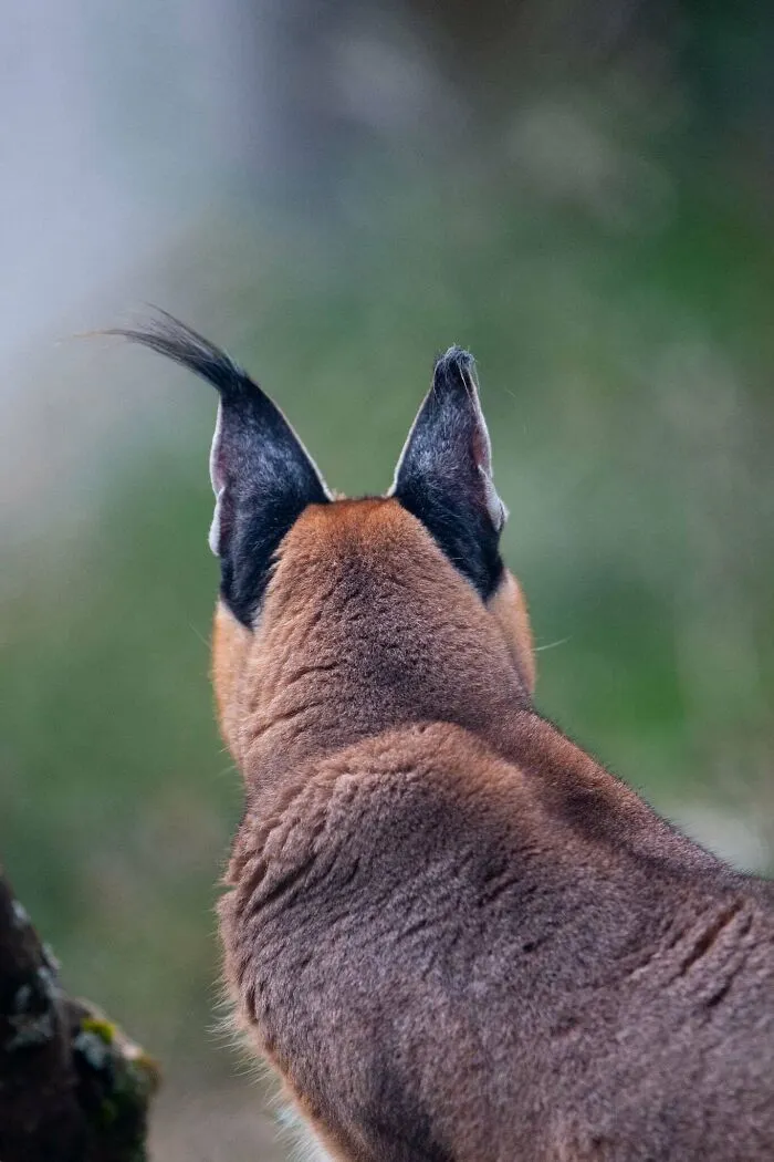 Ušatá silueta letectavca z profilu na zelenom pozadí, zdôrazňujúc jeho elegantný vzhľad.