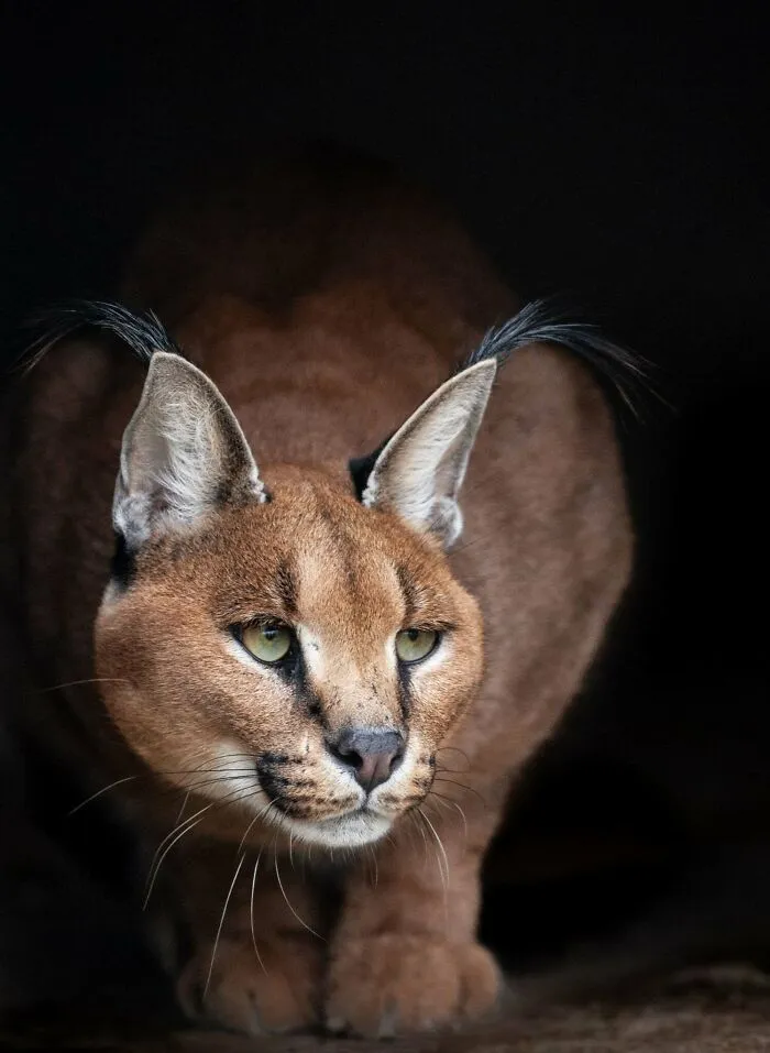 Voľne žijúci karakal s výraznými ušami v tmavom prostredí, pripravený na lov.