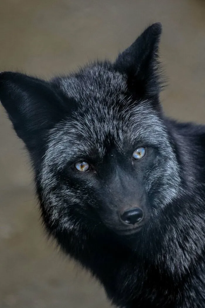 Čierna líška so strieborným kožuchom uprene pozrie do objektívu, tajomný výraz tváre.