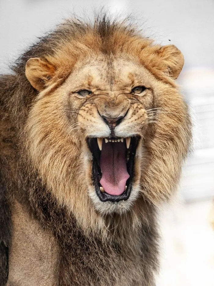 Lev s revom a ohrnutými zubami, demonštrujúci silu a majestátnosť vo voľnej prírode.