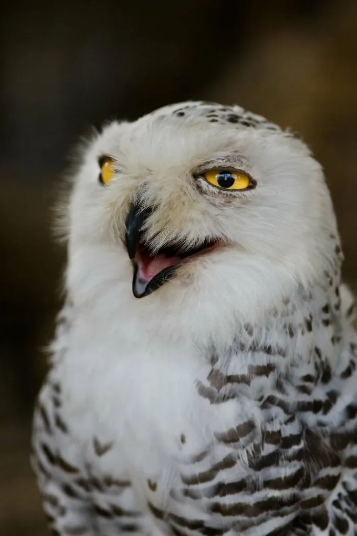 Snehová sova s výraznými žltými očami a otvoreným zobákom na tmavom pozadí.