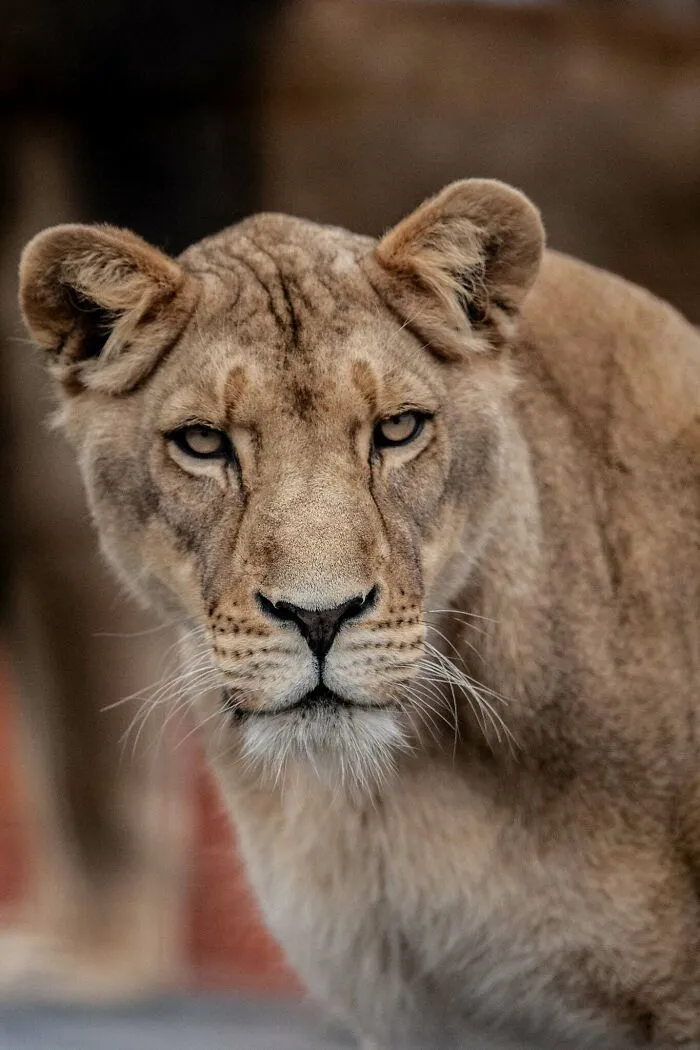 Levieťa s výrazným pohľadom, zblízka na divokej savane, zachytené v prírodnom prostredí.