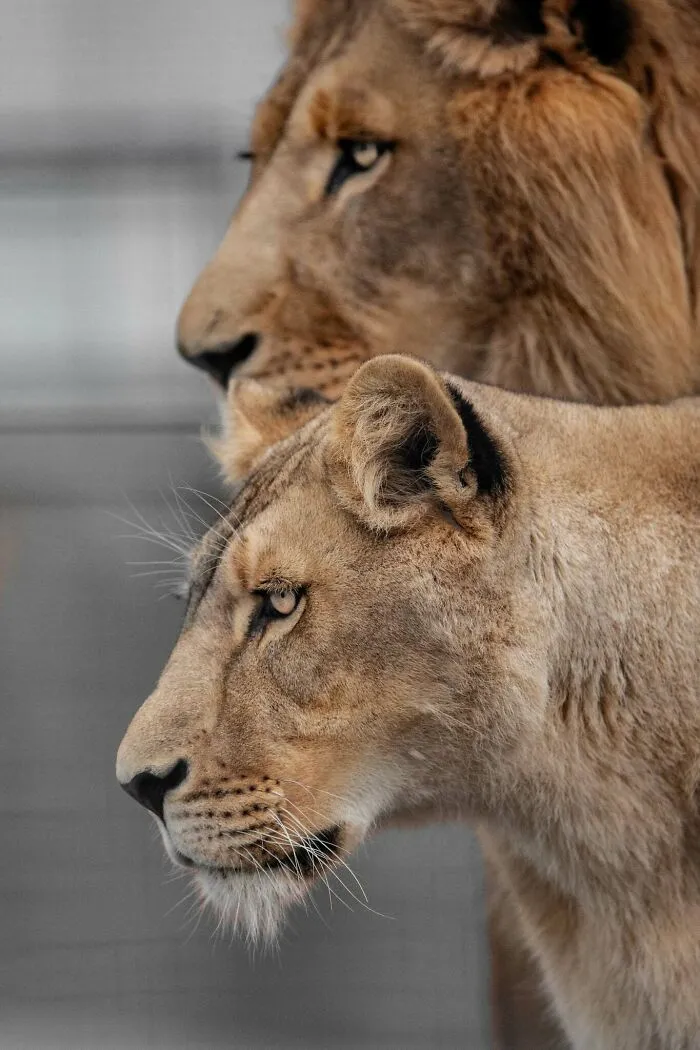 Levia dvojica v bočnom pohľade, lev a levica sú sústredení v divočine.