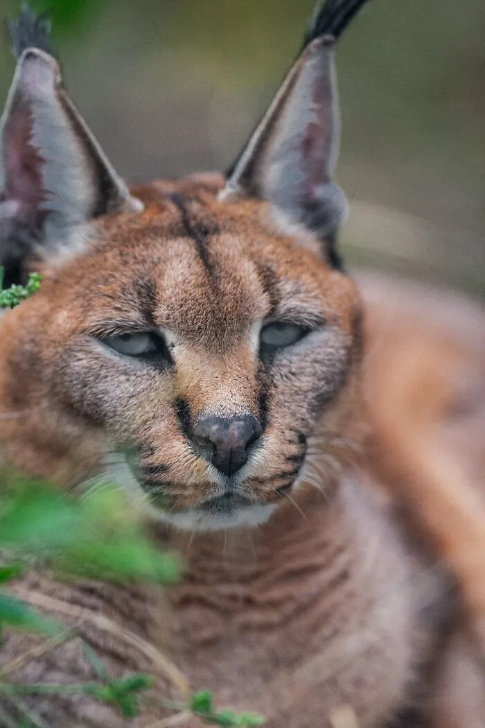 Divoký karakal s typickými ušami leží v tráve a pozorne sleduje okolie.