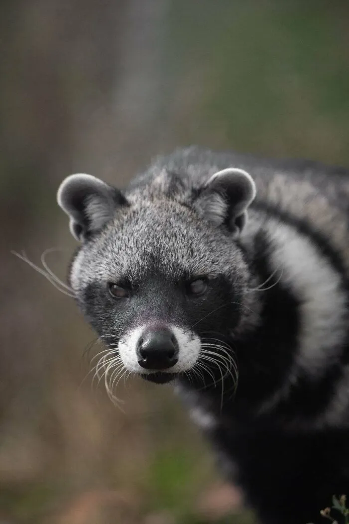 Close-up portrét roztomilej ázijské cibetky v prírodnom prostredí.