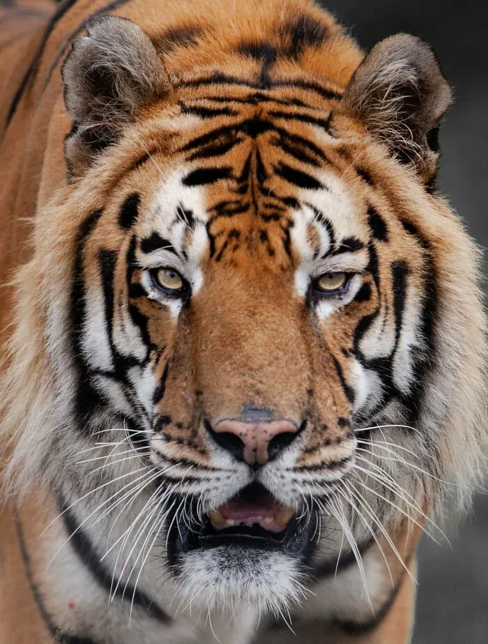 Tygr s intenzívnym pohľadom kráča priamo k fotoaparátu, detailný záber na jeho majestátne pruhy a výrazné fúzy.