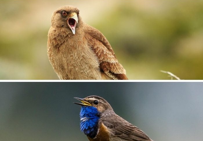 Horný: Vták s otvoreným zobákom na vetve. Dolný: Vták s modrým hrdlom vo zvučnom speve.