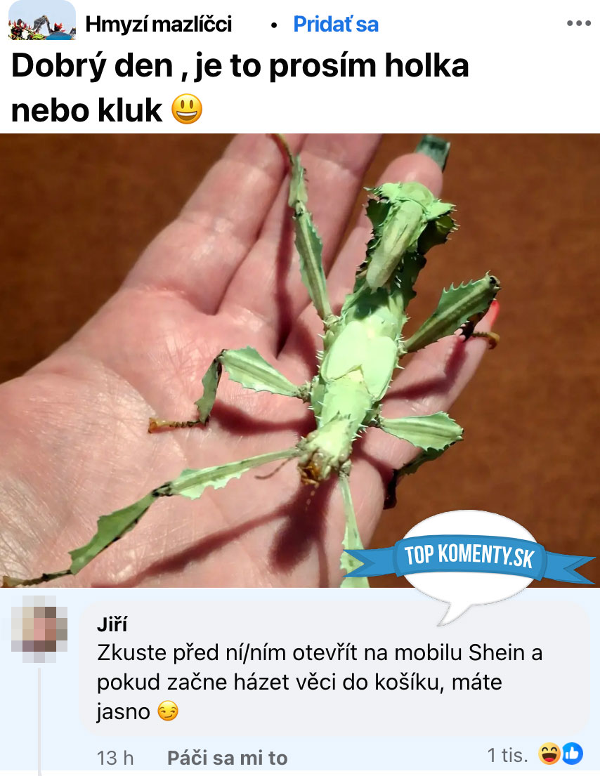 Osoba drží veľkého zeleného hmyzu v ruke s otázkou o jeho pohlaví, doplnenou vtipnou poznámkou.