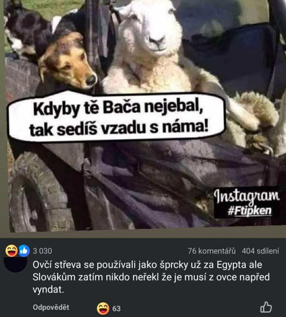 Ovečka a pes si užívajú jazdu v traktore so žartovným textom o mieste vpred vedľa baču.