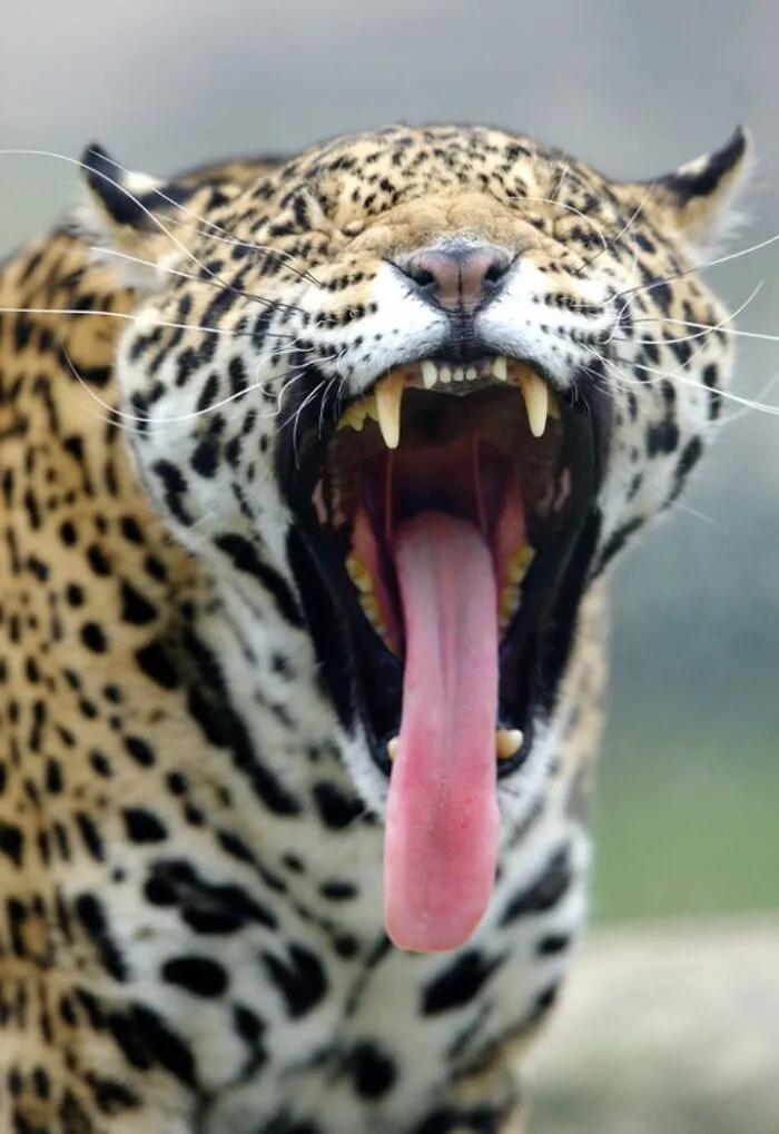 Otvárajúci ústa jaguár v detailnom zábere, odhaľuje svoje tesáky a jazyk.