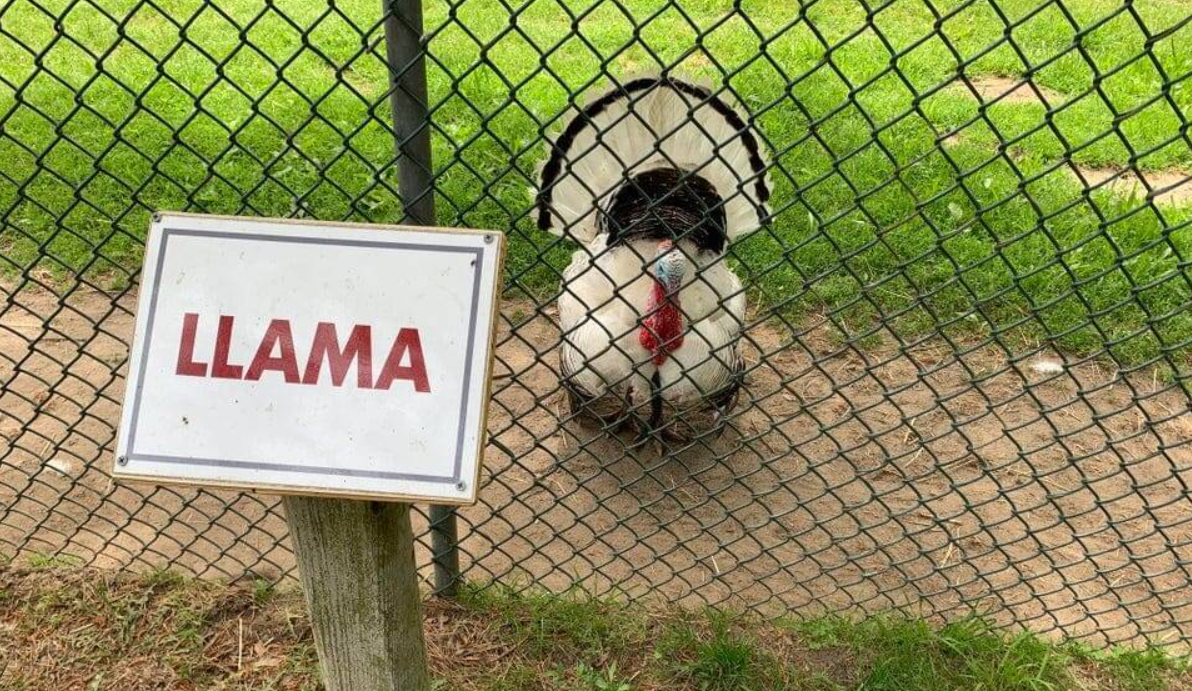 Morka za oplotením so štítkom LLAMA v popredí.