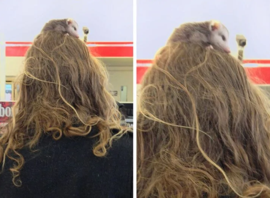 Žena s dlhými kučeravými vlasmi má na hlave malého vačkovca v obchode.