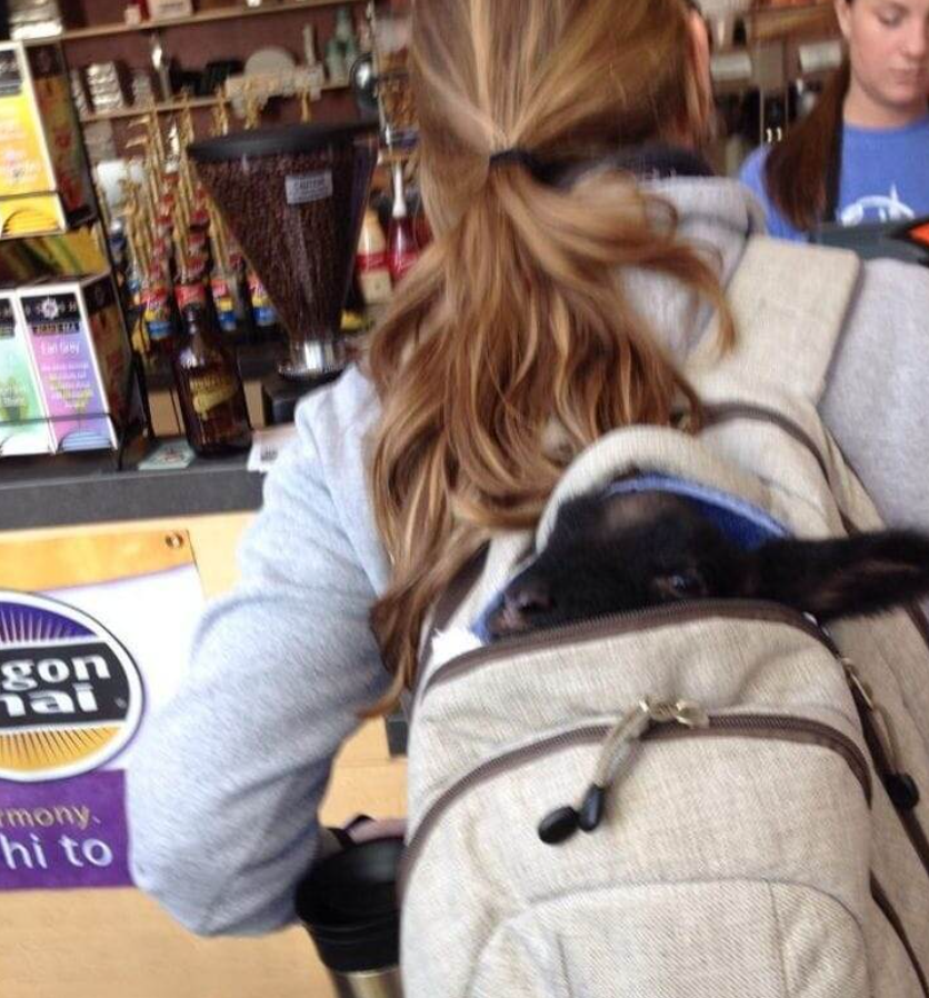Žena s batohom v kaviarni, zatiaľ čo v batohu vykúka malý čierny psík.