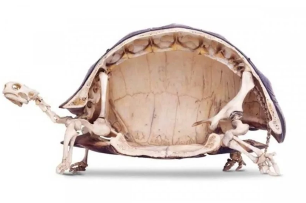 Kostra korytnačky so škrupinou, pohľad zboku, ilustrujúci jej anatomickú stavbu.