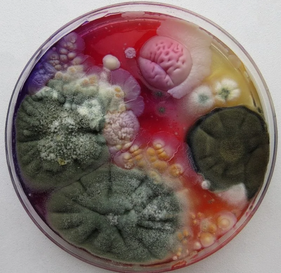 Pestré kolónie rôznych húb a plesní rastúcich na Petriho miske, zachytené zblízka.