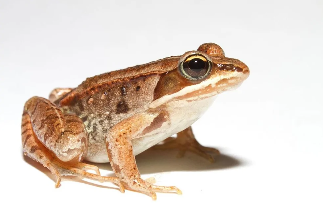 Hnedá žaba s výraznými očami na bielom pozadí, detailný pohľad z boku.