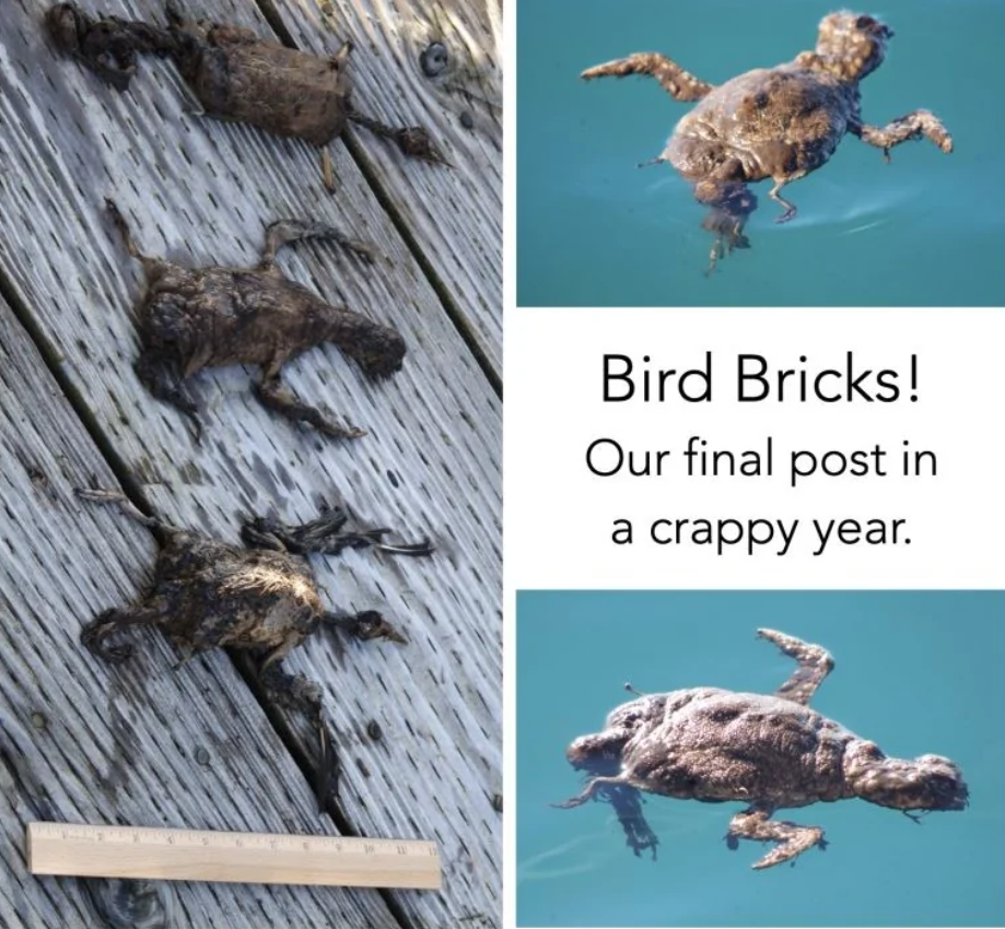 Zvieracie tvary v dreve a vode so sprievodným textom Bird Bricks! Naše posledné príspevky v neprajnom roku.