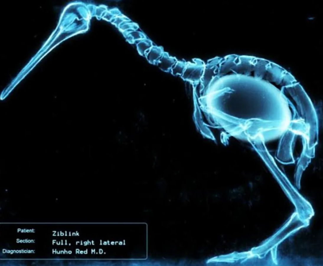 Rentgenový snímok vtáka s viditeľnou kostrou a veľkým vajcom v tele.