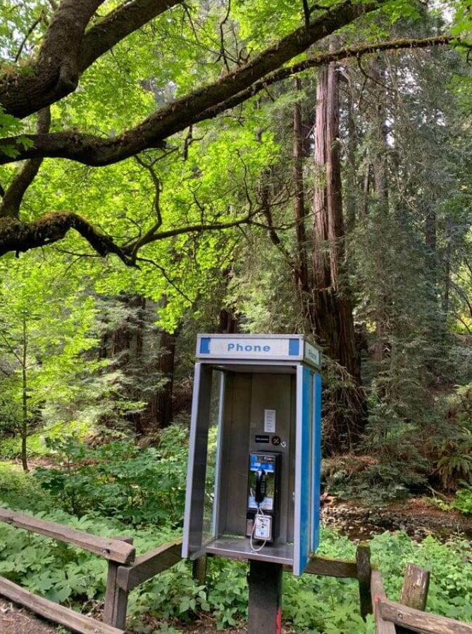 Verejný telefónny automat v prírode, obklopený vysokými stromami a bujnou vegetáciou v lese.