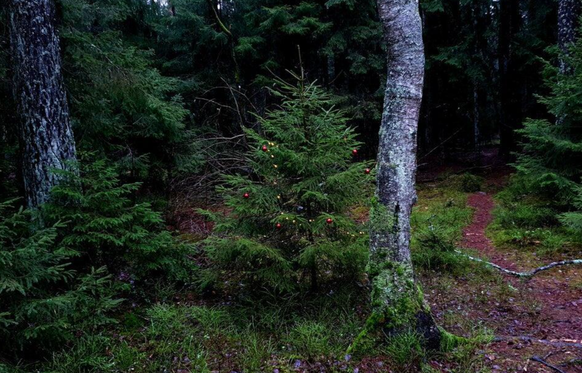 Vianočný stromček s ozdobami uprostred lesa vedľa stromu a lesného chodníka.