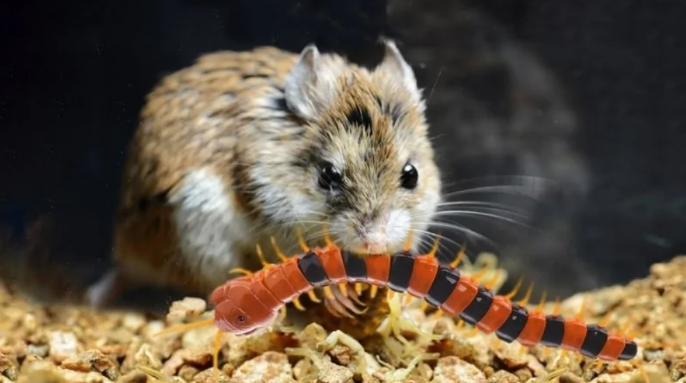 Malý hlodavec skúma farebnú stonožku na kamienkoch v prírodnom prostredí.