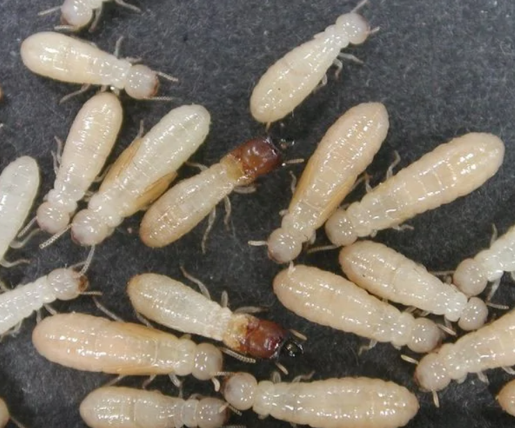 Kolónia termitov na tmavom povrchu, ukazujúca detaily ich bledých tiel a štruktúry.