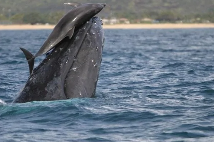 Veľryba a delfín skákajú nad hladinou oceánu pri pobreží, zachytávajúc vzácny moment priateľstva v prírode.