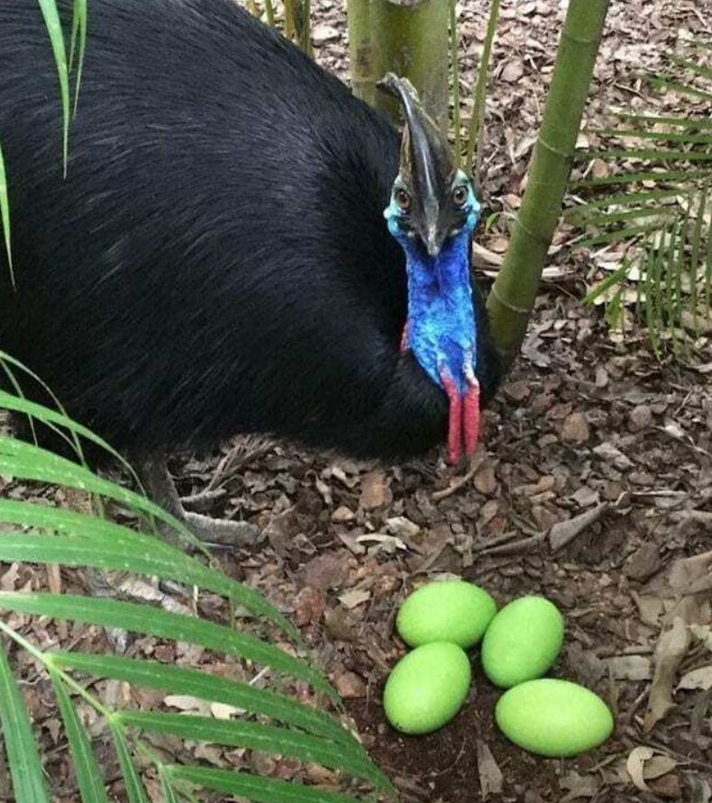 Kasowar pri hniezde s tromi výraznými zelenými vajcami medzi bambusmi v prírodnom prostredí.
