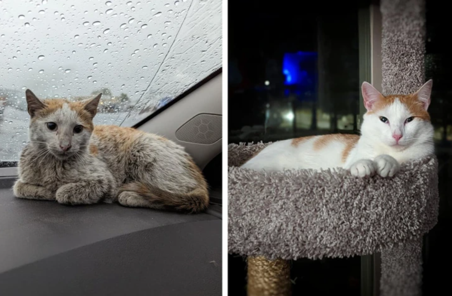 Dve fotky mačky, jedna v aute pod dažďom a druhá pohodlne leží na škrabadle doma.