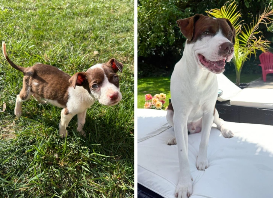 Pred a po: Rast a transformácia psa na záhrade. Šteniatko vľavo, dospelý pes vpravo na sviežej tráve.