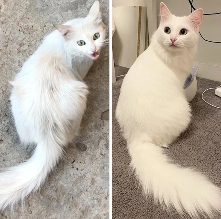 Transformácia bielej mačky: z chudej a zanedbanej na zdravú a šťastnú s hustou srsťou.