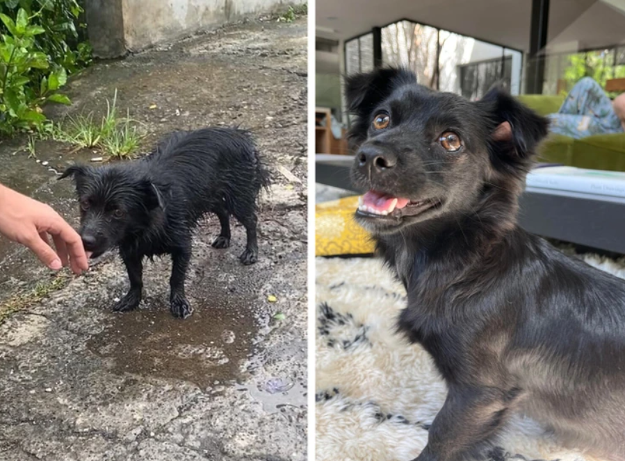 Na obrázku je malý čierny pes, predtým mokrý vonku, teraz šťastný a suchý v interiéri.