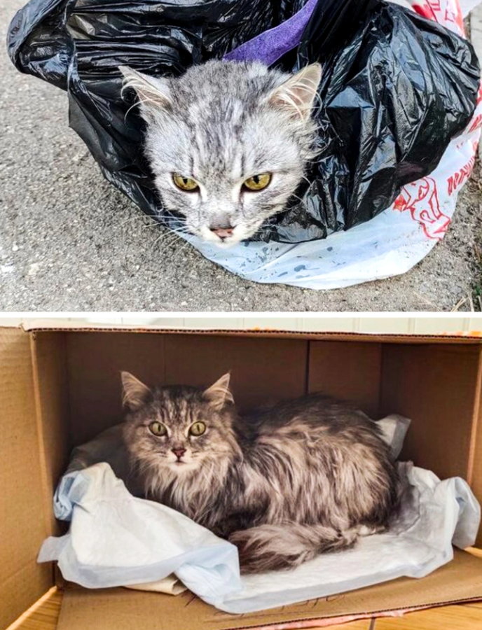 Mačka v čiernom vreci na ulici, potom v kartónovej krabici vyloženej dekami, vyzerá pokojnejšie.