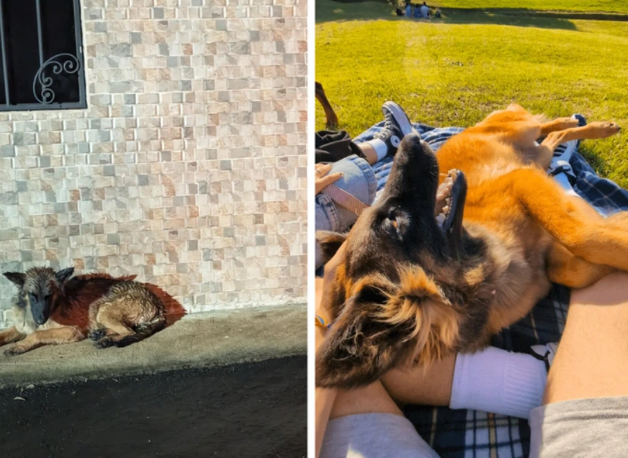 Na obrázku je nemecký ovčiak. Naľavo leží na slnku, napravo odpočíva na deke v tráve.