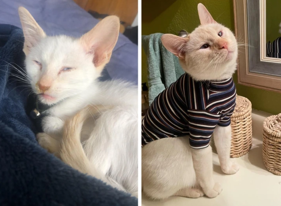 Dve mačky: jedna leží v deke, druhá sedí pri zrkadle oblečená v pruhovanom tričku.