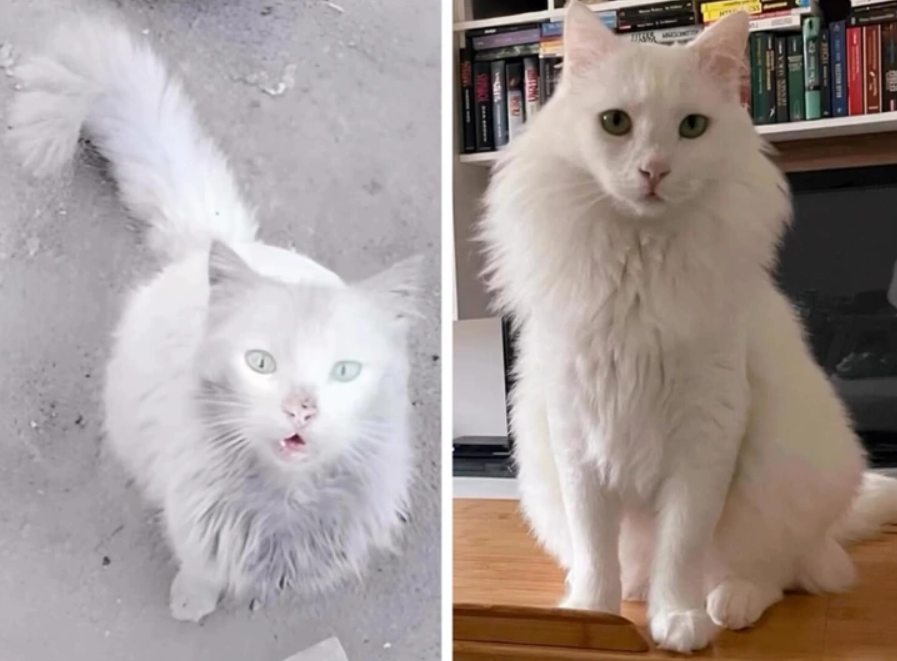 Biely dlhosrstý kocúr pred a po úprave; špinavý vonku, upravený a čistý vo vnútri.