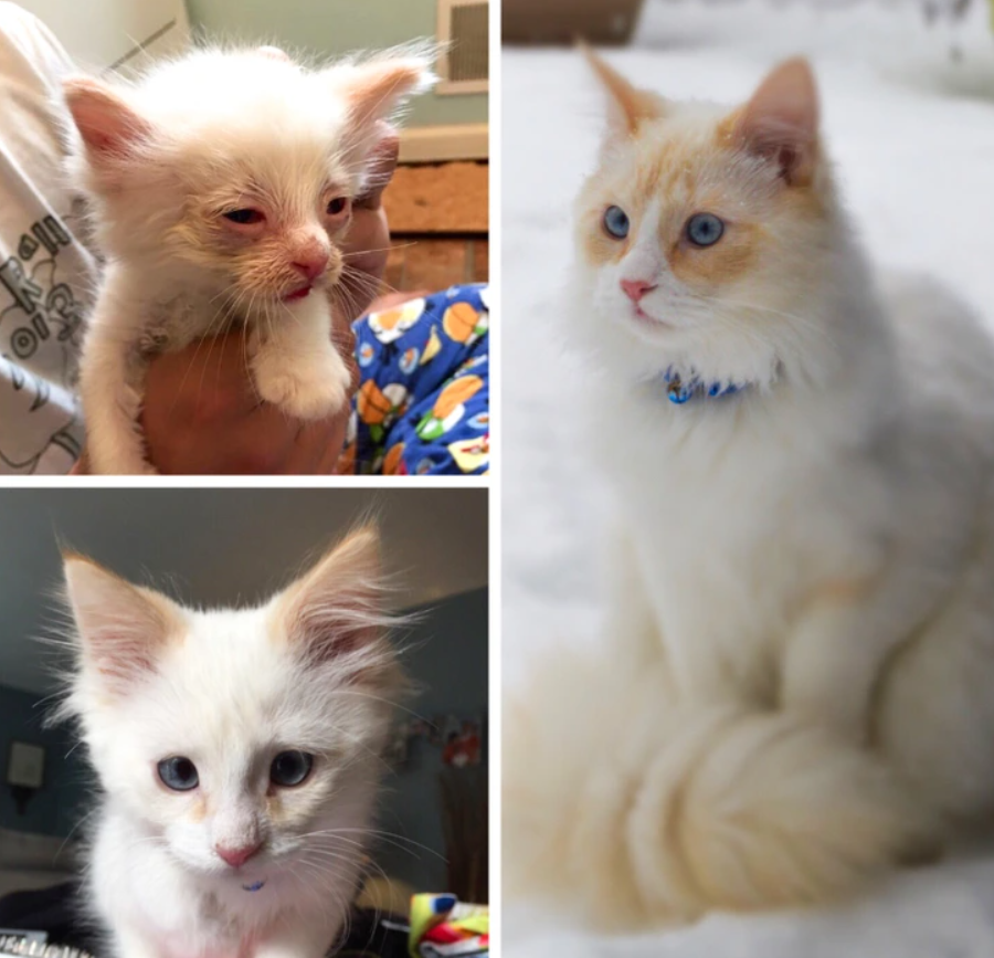 Tri fotografie mačky: Dve ako mačiatko, tretia dospelá mačka s bielou srsťou a modrými očami v snehu.