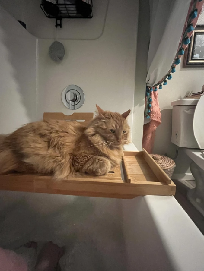 Zlatá mačka relaxujúca na drevenej vaničke v kúpeľni, vedľa závesu a toalety.