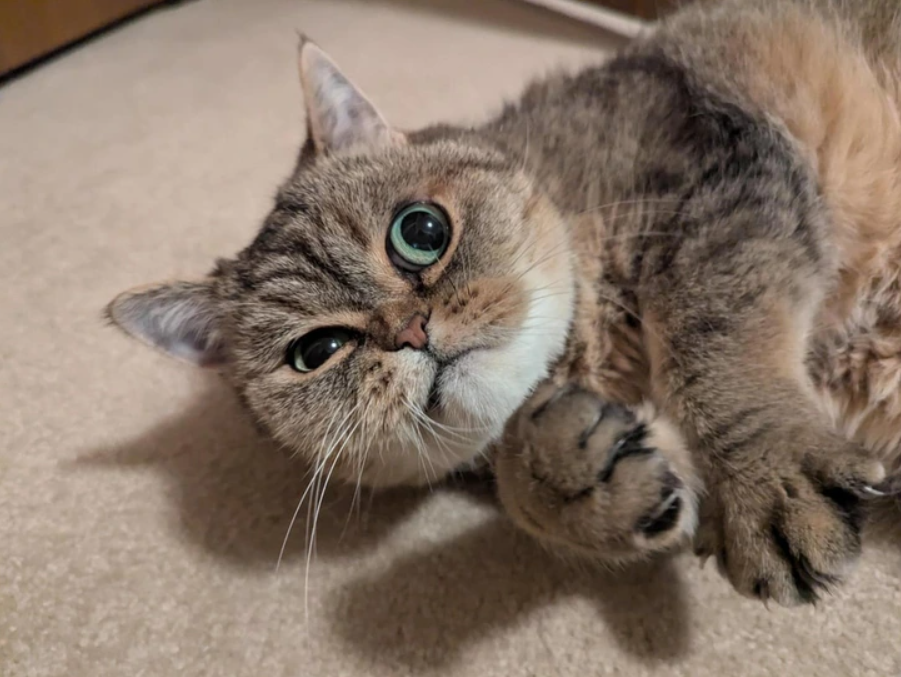 Mačka leží na koberci, má veľké oči a priateľský výraz, pripravená na hranie alebo maznanie.