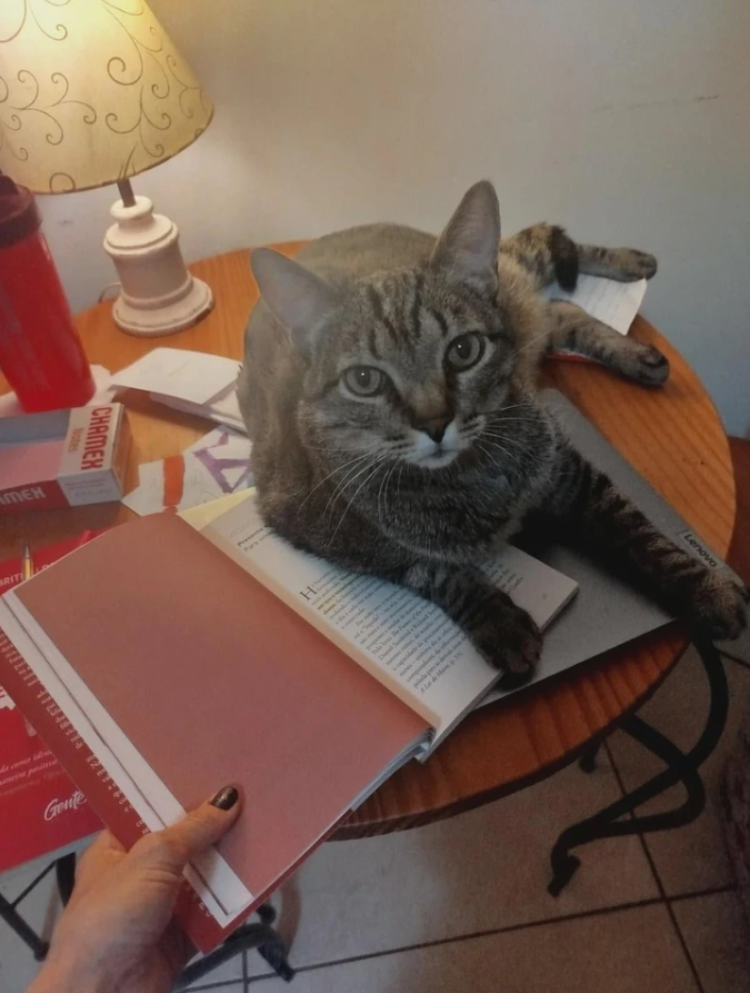 Mačka leží na stole, bráni v čítaní knihy, vedľa lampa a nápoje.