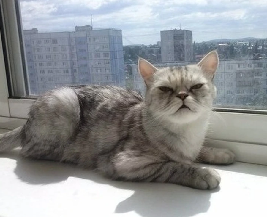 Sivá mačka leží na slnkom zaliatom parapete s výhľadom na mestské budovy.