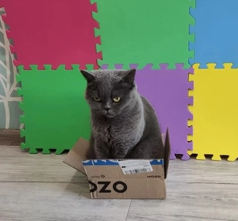 Šedá mačka sedí v malej krabici pred farebnou stenou z penových dielov.