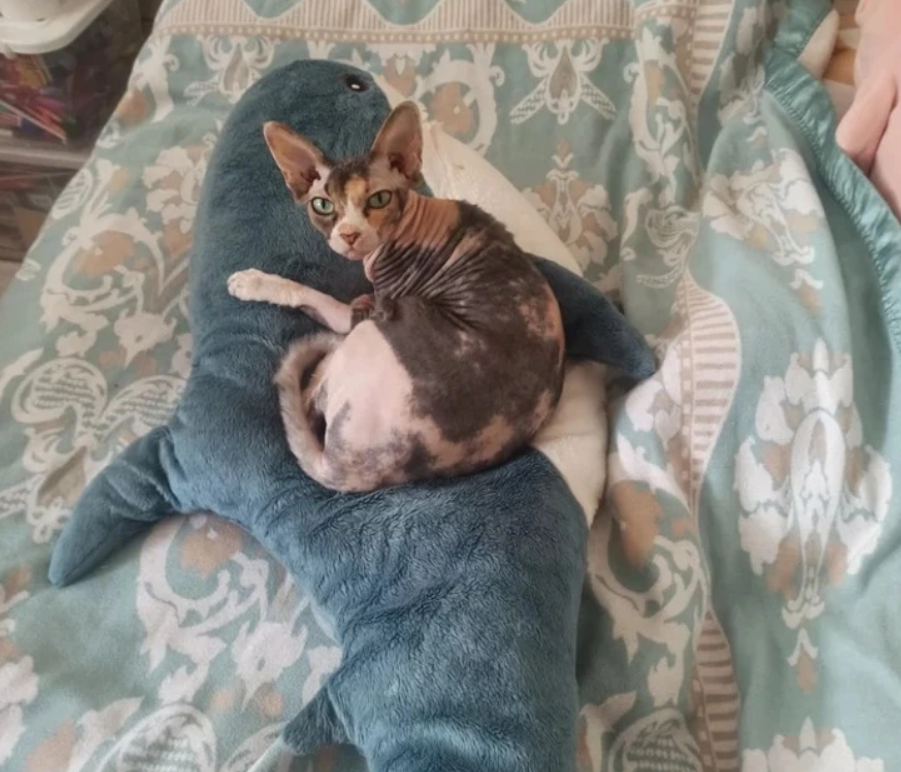 Bezsrstá mačka odpočívajúca na plyšovej hračke v tvare žraloka na kvetinovej prikrývke.